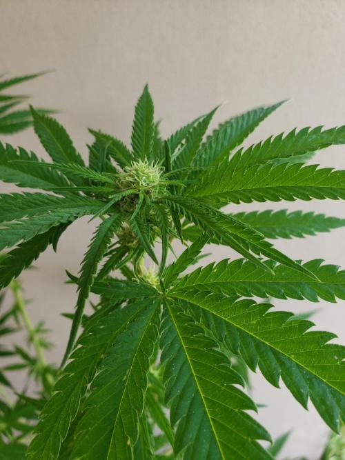 BIG BANG  divine seeds - Outdoor2026. Week 16
