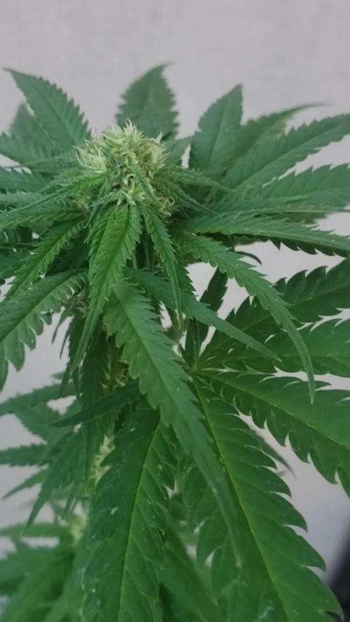 BIG BANG divine seeds - Outdoor2026