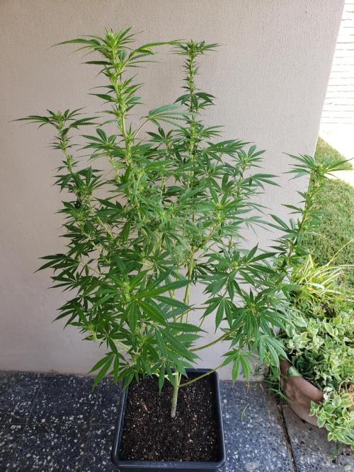 Laughing Budda  - Outdoor 2026. Week 17