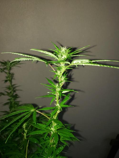 Laughing Budda  - Outdoor 2026. Week 17