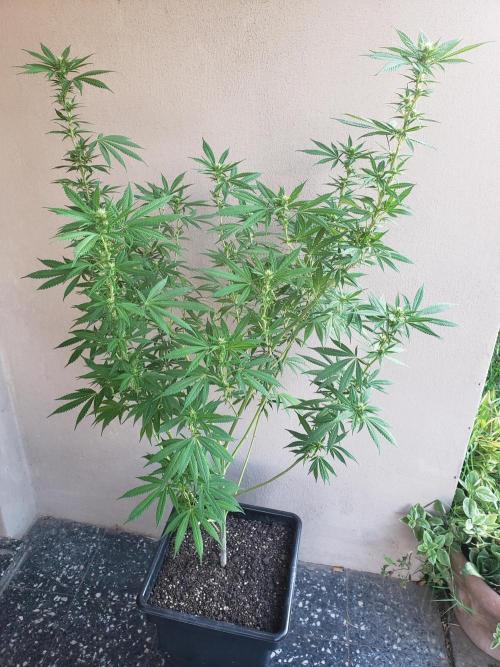 Laughing Budda  - Outdoor 2026. Week 17