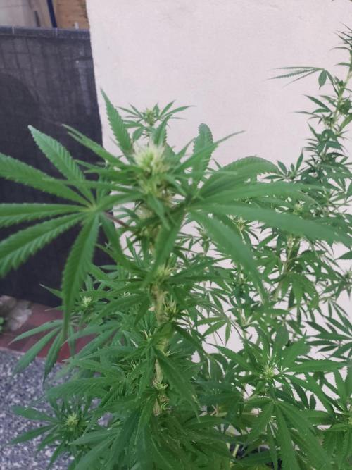 Laughing Budda  - Outdoor 2026. Week 17