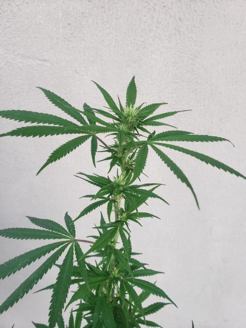 Laughing Budda  - Outdoor 2026. Week 17