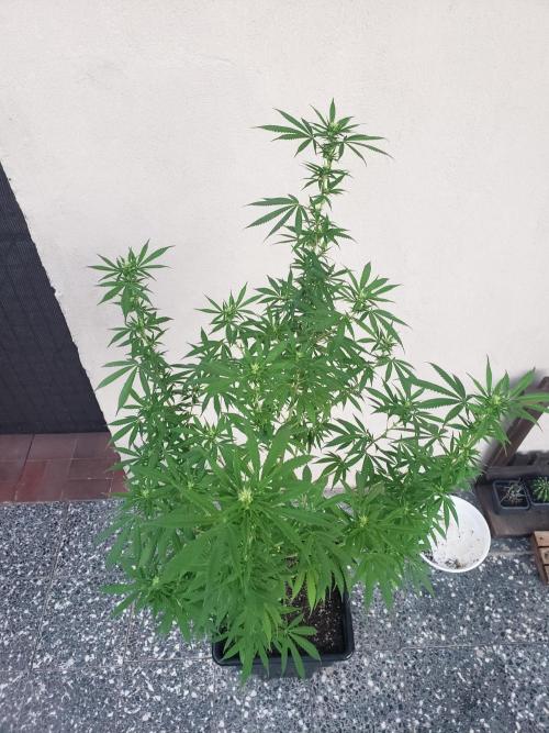 Laughing Budda  - Outdoor 2026. Week 17