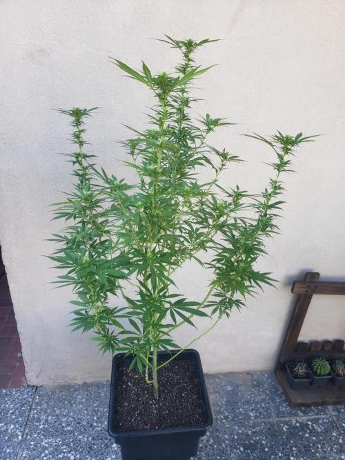 Laughing Budda  - Outdoor 2026. Week 17