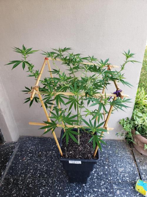 Gorilla Cookies FF - Outdoor 2026. Week 13