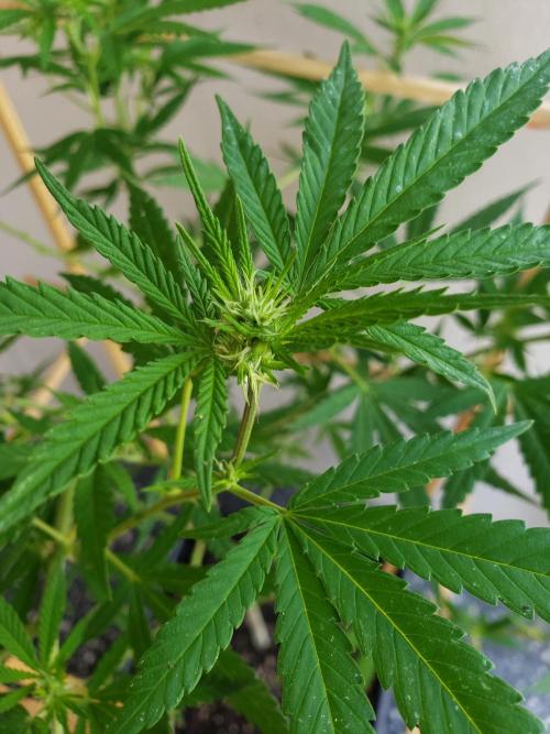 Gorilla Cookies FF - Outdoor 2026. Week 13