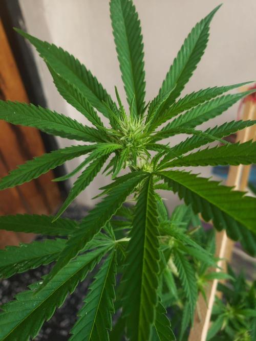 Gorilla Cookies FF - Outdoor 2026. Week 13