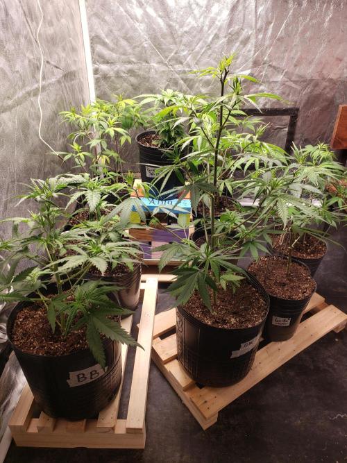Gorilla🦍 Cookies🍪 FF - indoor. Week 4