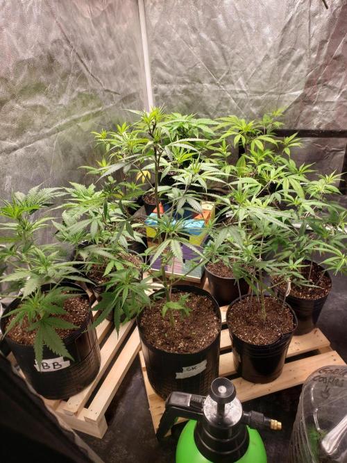 Gorilla🦍 Cookies🍪 FF - indoor. Week 4