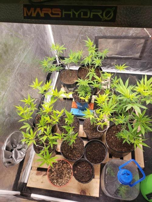 Gorilla🦍 Cookies🍪 FF - indoor. Week 4