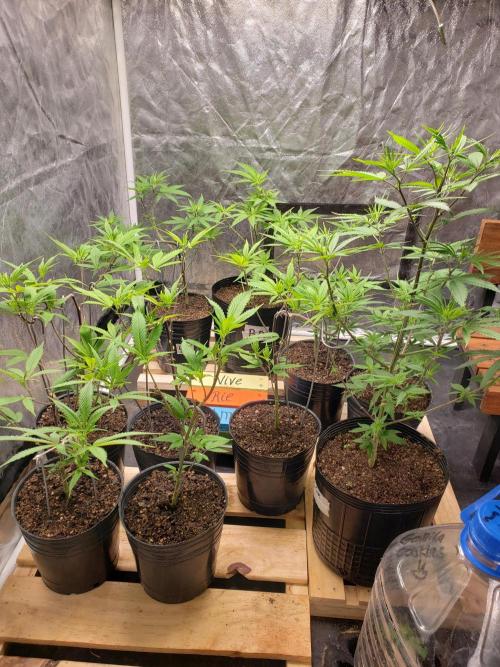 Gorilla🦍 Cookies🍪 FF - indoor. Week 4