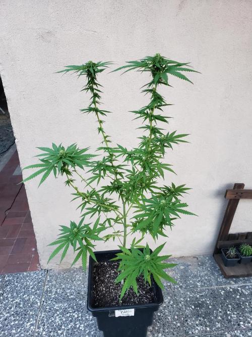 BIG BANG  divine seeds - Outdoor2026. Week 17