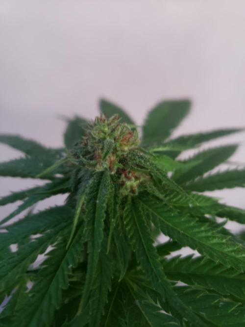 BIG BANG  divine seeds - Outdoor2026. Week 17