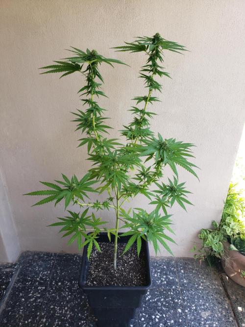 BIG BANG  divine seeds - Outdoor2026. Week 17