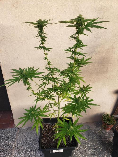 BIG BANG  divine seeds - Outdoor2026. Week 17