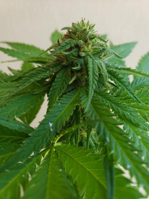 BIG BANG  divine seeds - Outdoor2026. Week 17