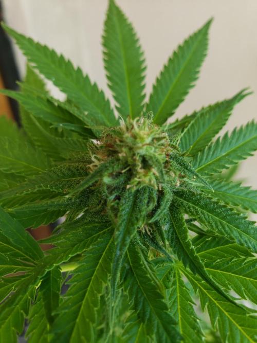 BIG BANG  divine seeds - Outdoor2026. Week 17
