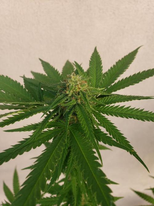 BIG BANG  divine seeds - Outdoor2026. Week 17