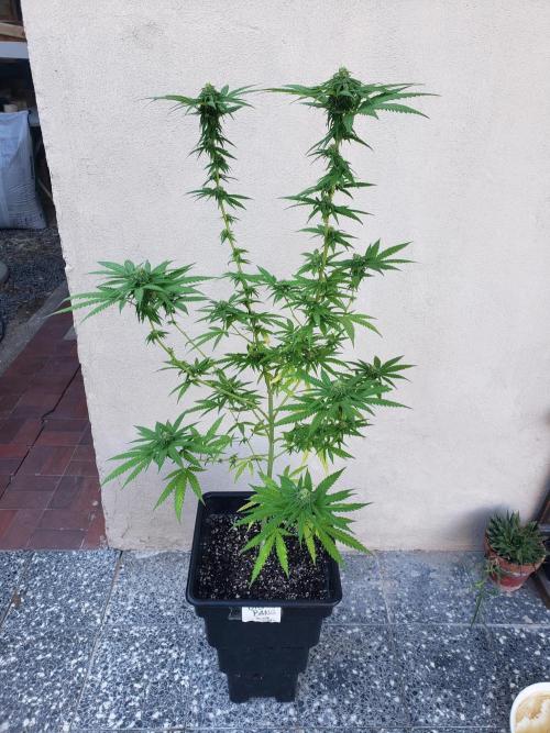 BIG BANG  divine seeds - Outdoor2026. Week 17