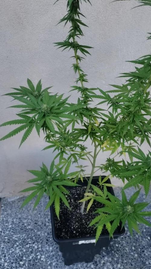 BIG BANG divine seeds - Outdoor2026