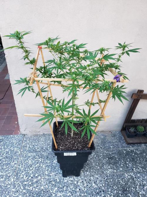 Gorilla Cookies FF - Outdoor 2026. Week 14
