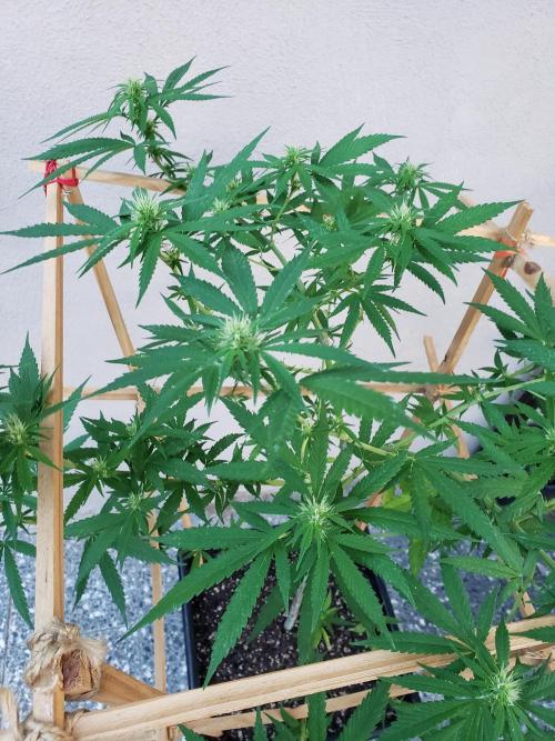 Gorilla Cookies FF - Outdoor 2026. Week 14