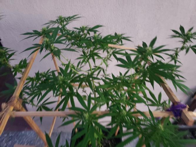 Gorilla Cookies FF - Outdoor 2026. Week 14