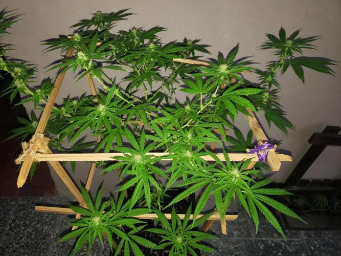 Gorilla Cookies FF - Outdoor 2026. Week 14
