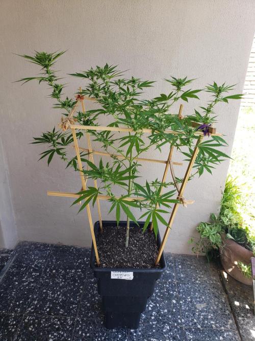 Gorilla Cookies FF - Outdoor 2026. Week 14