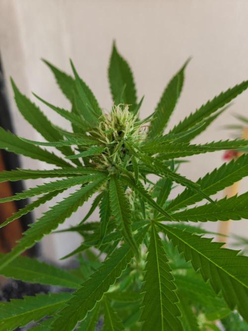 Gorilla Cookies FF - Outdoor 2026. Week 14