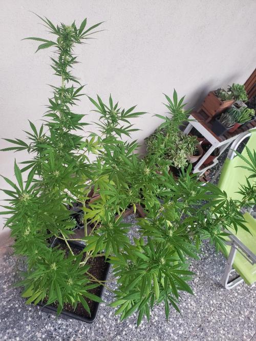 Gorilla Cookies FF - Outdoor 2026. Week 14