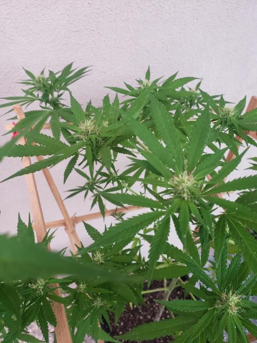 Gorilla Cookies FF - Outdoor 2026. Week 14