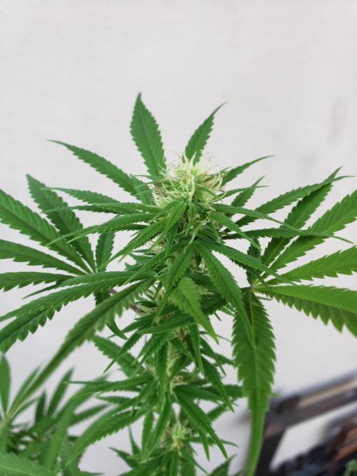 Laughing Budda  - Outdoor 2026. Week 18