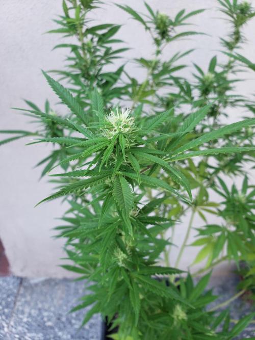 Laughing Budda  - Outdoor 2026. Week 18