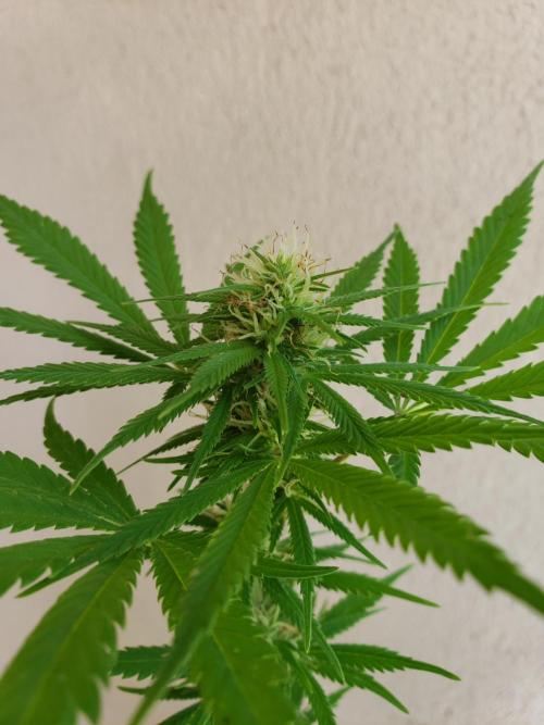 Laughing Budda  - Outdoor 2026. Week 18