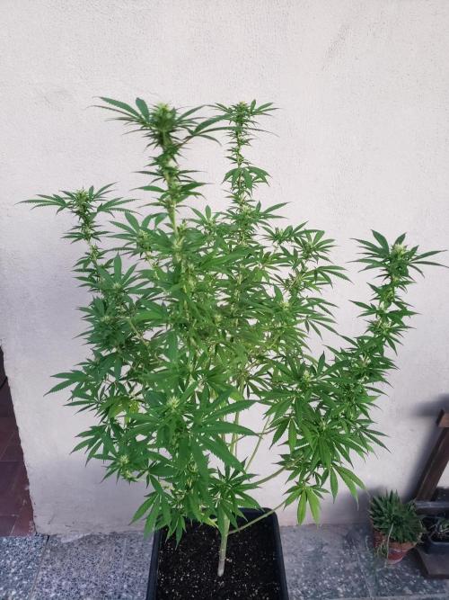 Laughing Budda  - Outdoor 2026. Week 18