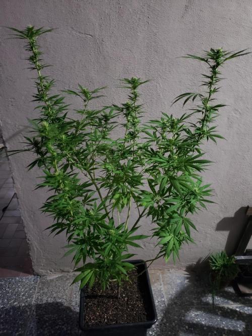 Laughing Budda  - Outdoor 2026. Week 18