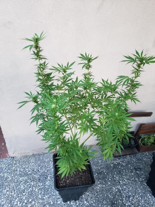 Laughing Budda  - Outdoor 2026. Week 18