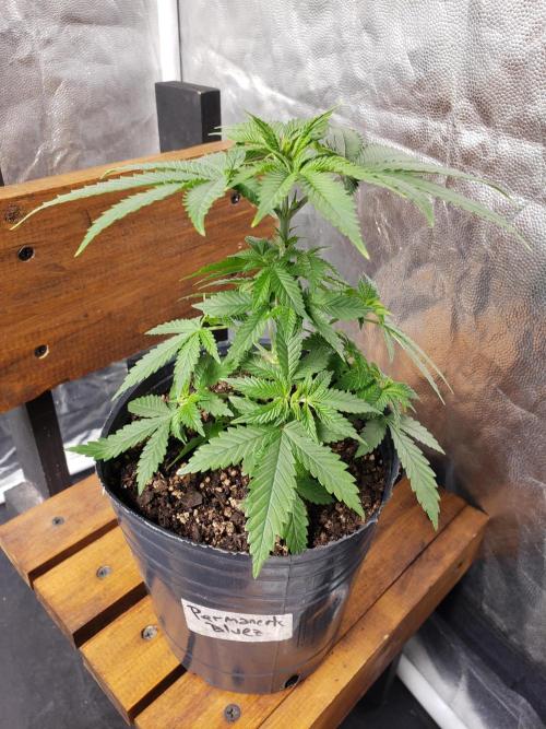 Permanent Bluez indoor. Week 6