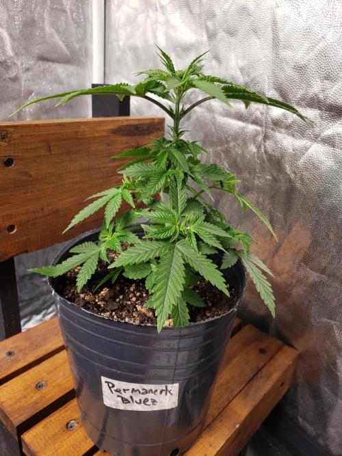 Permanent Bluez indoor. Week 6