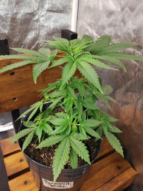 Permanent Bluez indoor. Week 6