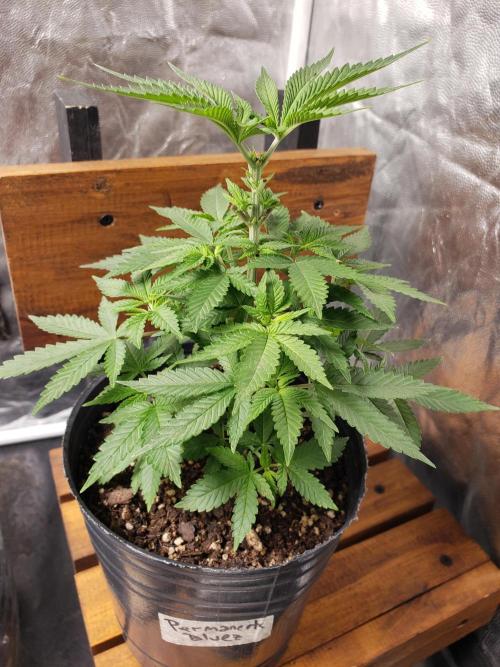 Permanent Bluez indoor. Week 6