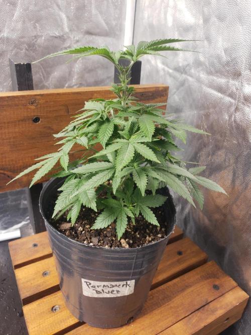 Permanent Bluez indoor. Week 6
