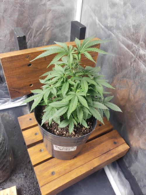 Permanent Bluez indoor. Week 6