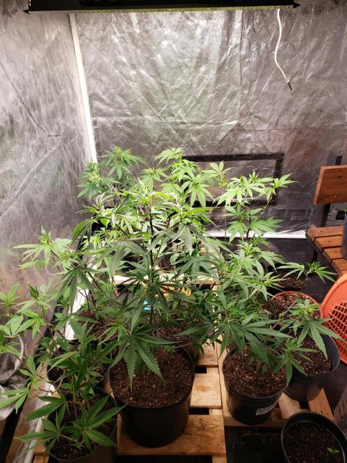 Gorilla🦍 Cookies🍪 FF - indoor. Week 5