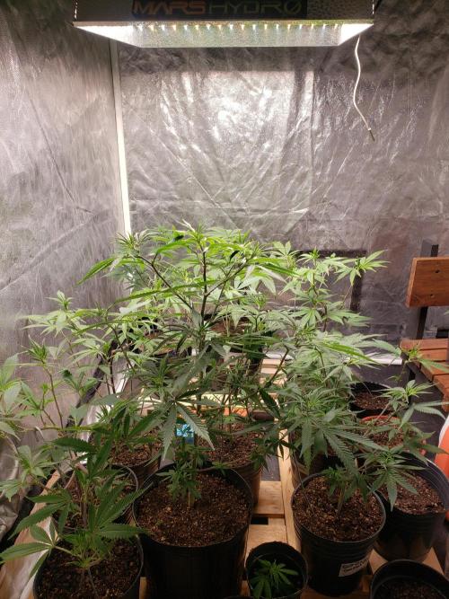 Gorilla🦍 Cookies🍪 FF - indoor. Week 5
