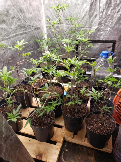Gorilla🦍 Cookies🍪 FF - indoor. Week 5