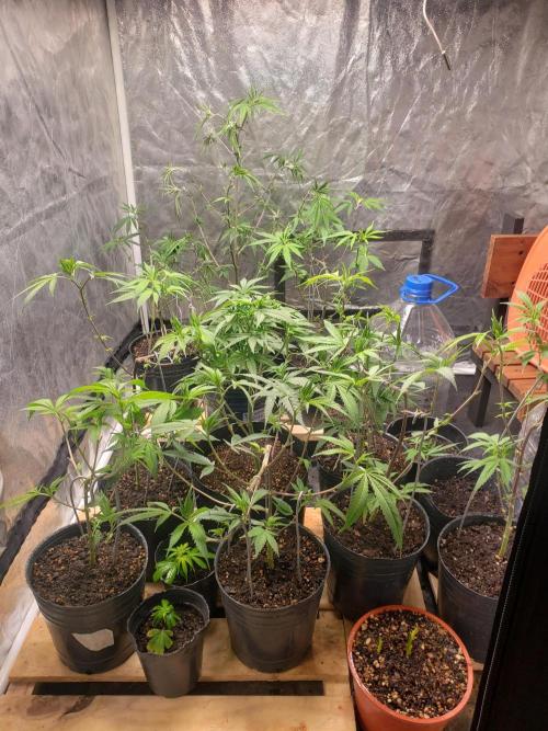 Gorilla🦍 Cookies🍪 FF - indoor. Week 5