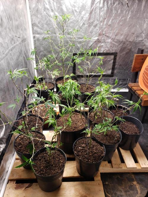 Gorilla🦍 Cookies🍪 FF - indoor. Week 5